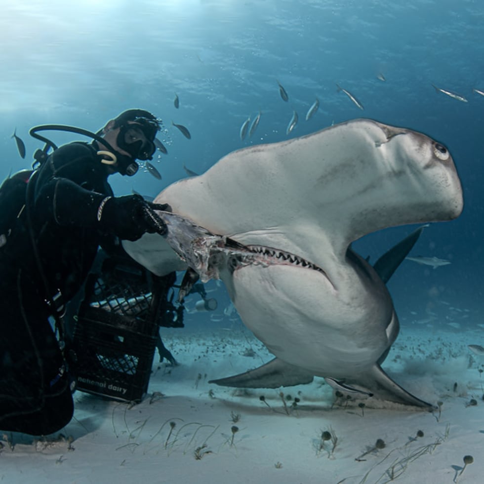 Blue Kings PR e Island Scuba promocionan excursiones para bucear con tiburones en Puerto Rico, pero operan ilegalmente, ya que actualmente no cuentan con la certificación de turismo náutico según la Compañía de Turismo de Puerto Rico. Captura de sanjuandiver.com