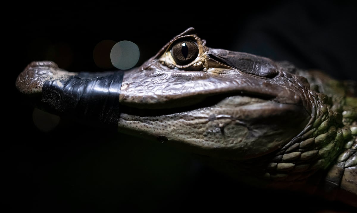 Caza de caimanes y otros reptiles: ¿solución real para el problema de especies invasoras en Puerto Rico?