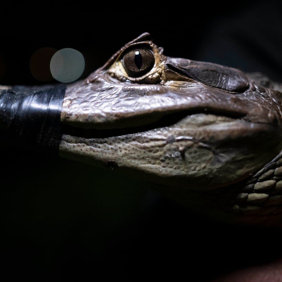 El permiso emitido por el DRNA autoriza la caza del caimán común (foto), la iguana verde, la boa constrictora y la pitón reticulada.