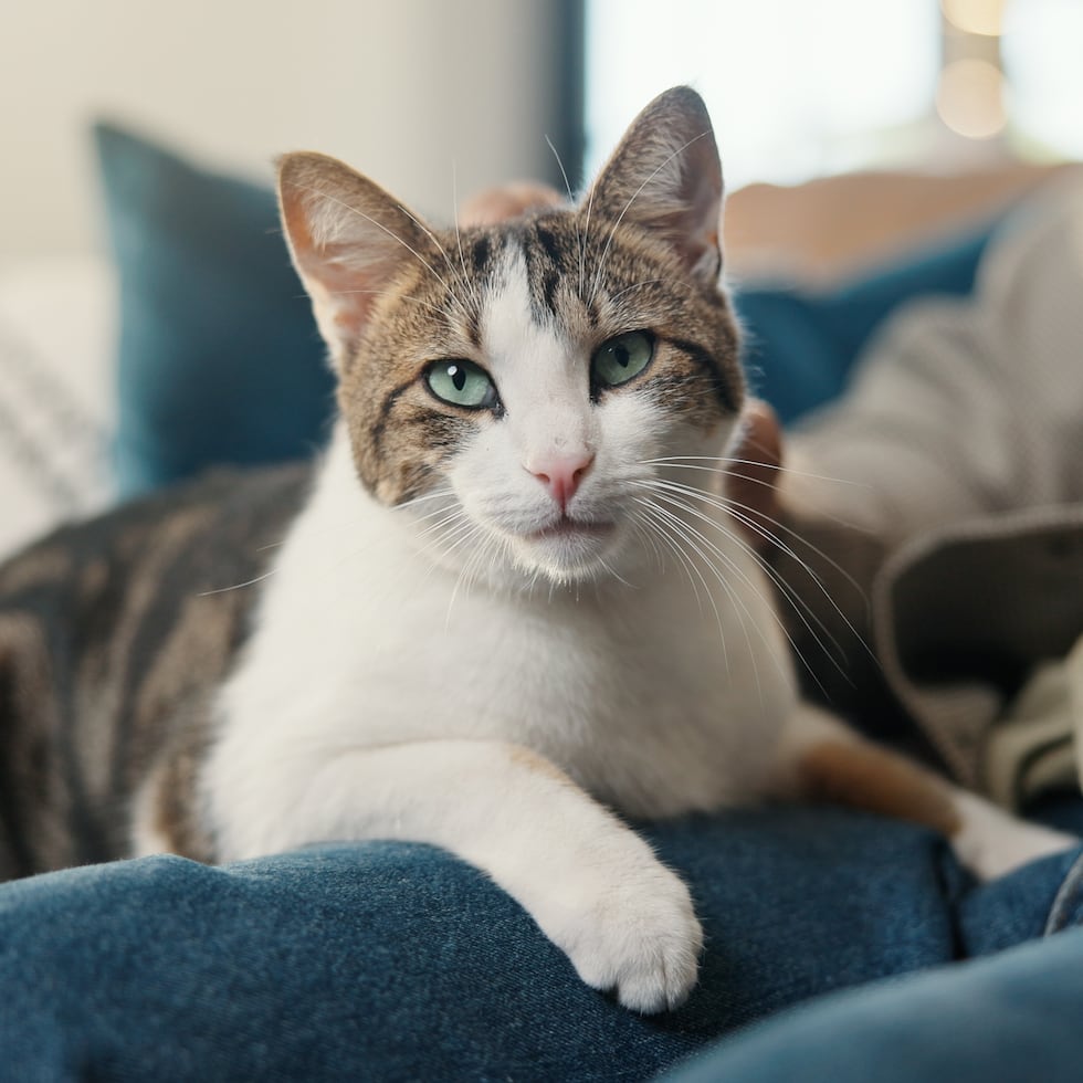 La alimentación cumple un papel central en el cuidado de perros y gatos, y una de las consultas frecuentes entre cuidadores está relacionada con cuántas veces al día deben recibir comida.