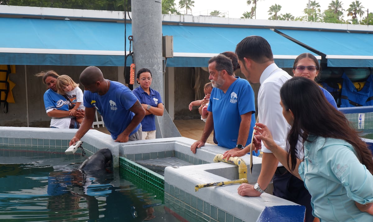 Fundación Alma de Bahía dona fondos para rehabilitar dos manatíes y devolverlos al mar