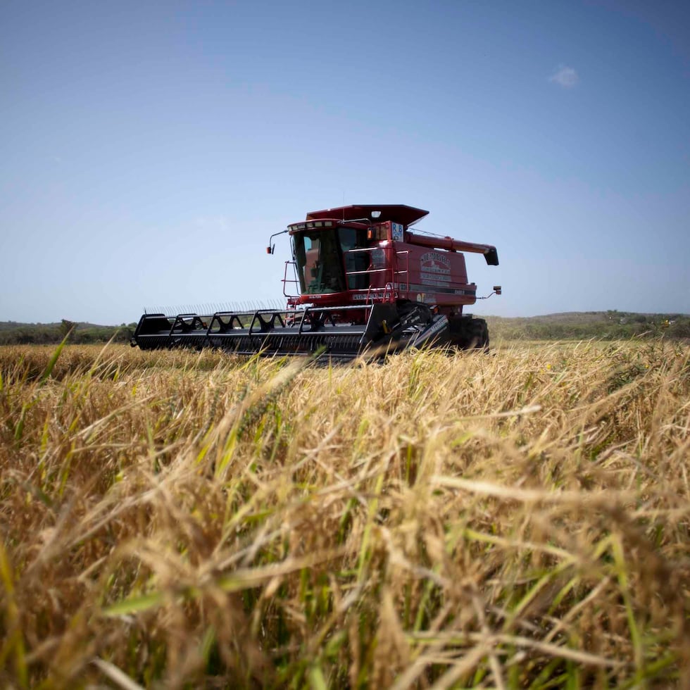 The Puerto Rico Department of Agriculture has no direct involvement or regulatory authority in the process of importing rice to the island.