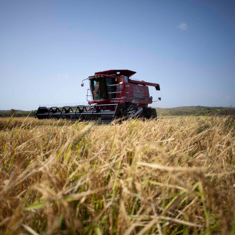 En 2016, el 98% del arroz importado a la isla procedía de Estados Unidos. Hoy, esa cifra se ha desplomado con apenas un 12.84%, afirma José Lee Borges