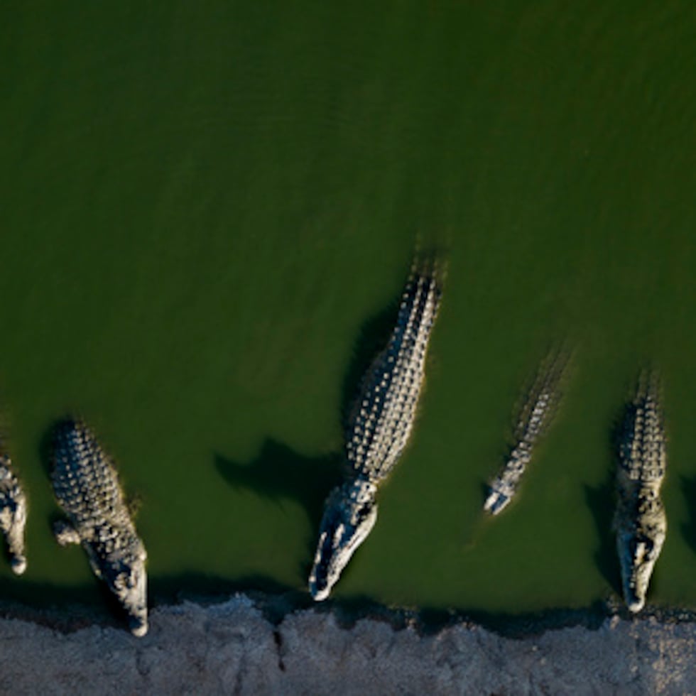 Las autoridades urgieron a los jamaicanos a evitar acercarse a zonas inundadas, barrancos o ríos y mantener a los niños y las mascotas alejados de las aguas de las inundaciones o de las zonas donde se han avistado cocodrilos.