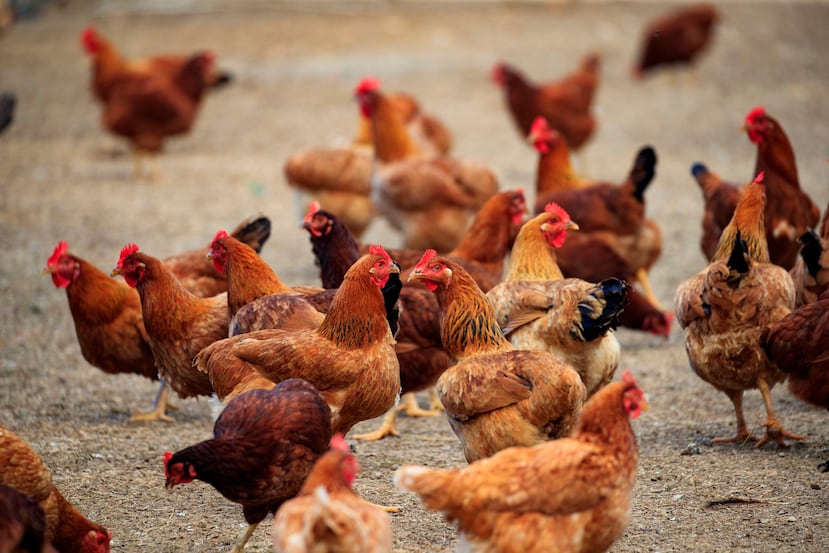 Gallinas ponedoras.