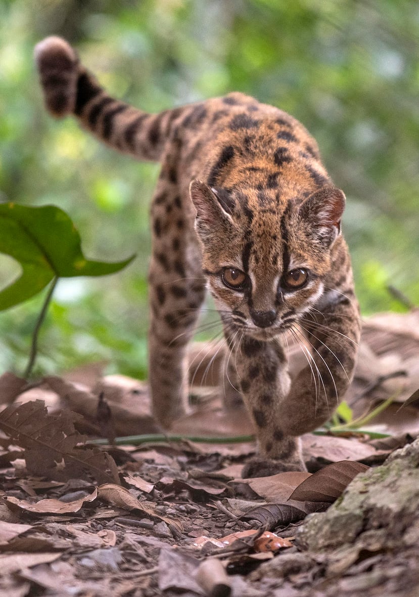 La especie, bautizada como Leopardus tilcayo o gato tilcayo, fue identificada mediante el análisis de ADN de ejemplares históricos conservados en museos y de muestras de animales vivos, de acuerdo con National Geographic.