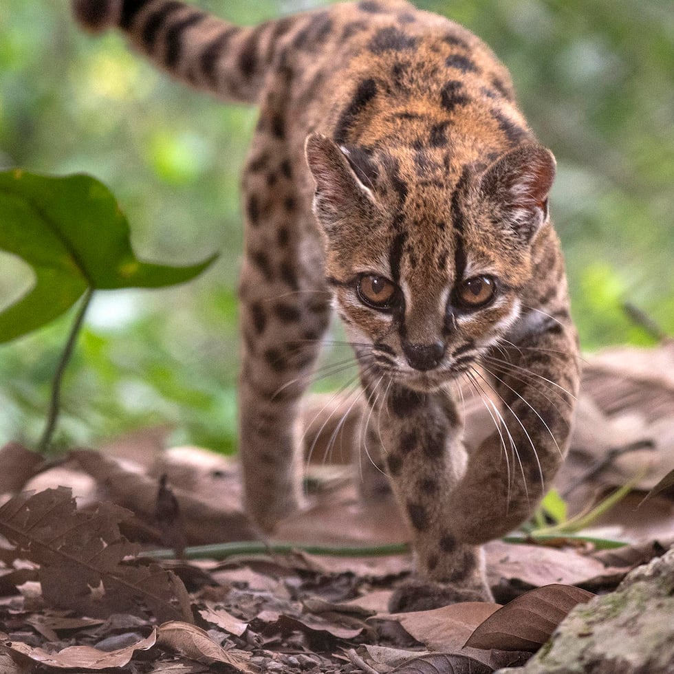 La especie, bautizada como Leopardus tilcayo o gato tilcayo, fue identificada mediante el análisis de ADN de ejemplares históricos conservados en museos y de muestras de animales vivos, de acuerdo con National Geographic.