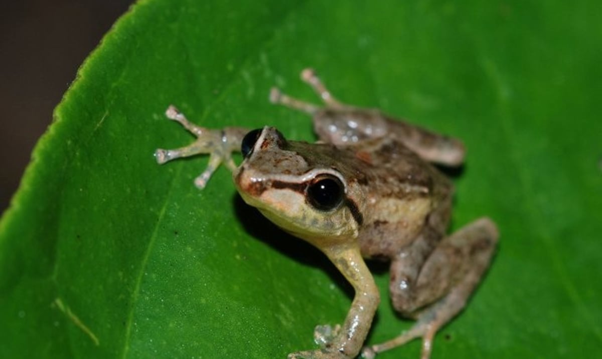 UPR-Ponce leads scientific collaboration for responsible coquí frog management in Hawaii