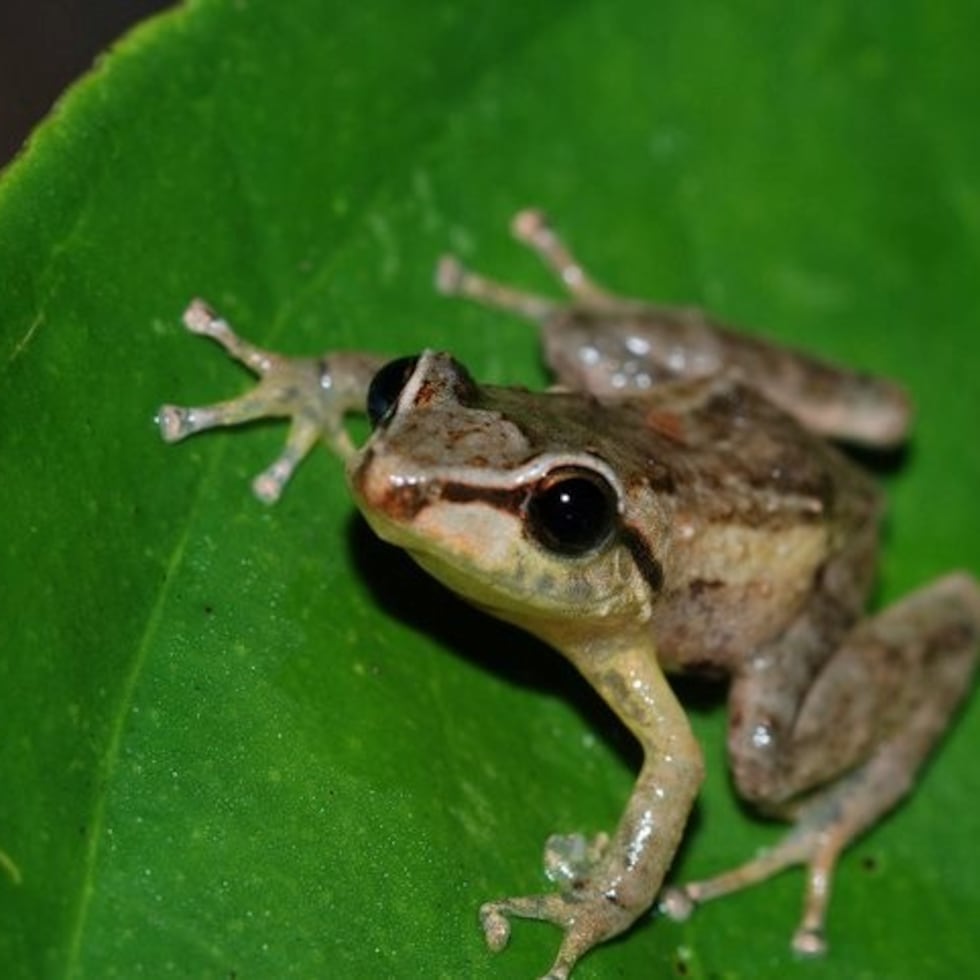 “Eleutherodactylus coqui” en Finca Madre Isla, Adjuntas. Foto tomada por el Dr. Alejandro Ríos Franceschi, ecólogo y profesor en la UPR-Ponce.