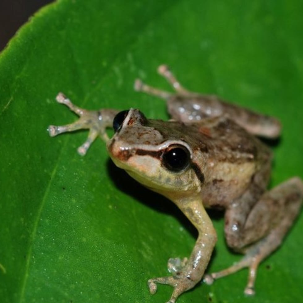 The coquí is an endemic species of Puerto Rico, protected and recognized as a national symbol. However, in Hawaii, it is considered an invasive species.