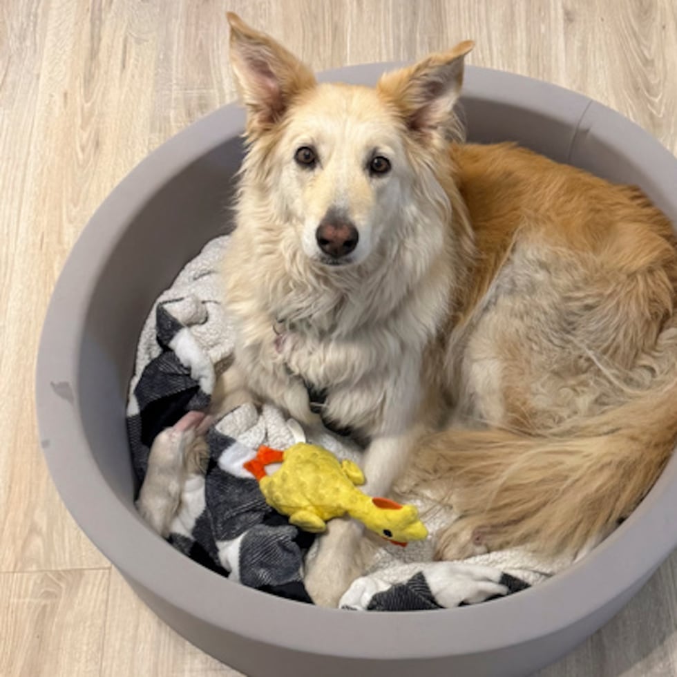 Abbie, una mezcla de golden retriever de 9 años, viajaba desde un refugio de Carolina del Sur a un nuevo hogar previsto en Maine.