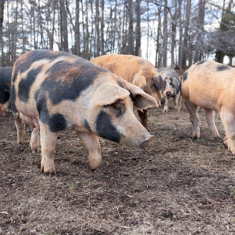 La prohibición del entrenamiento con “fuego real” que incluya animales forma parte del proyecto de ley anual de defensa de este año, aunque se mantendrán otros usos de animales para entrenamiento bélico.
