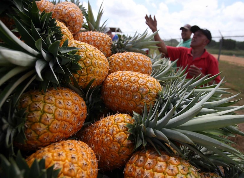 Actualmente, la siembra de piñas en Puerto Rico se concentra en los pueblos de Manatí, Lajas, Santa Isabel, Guayanilla y Guánica. (GFR Media)