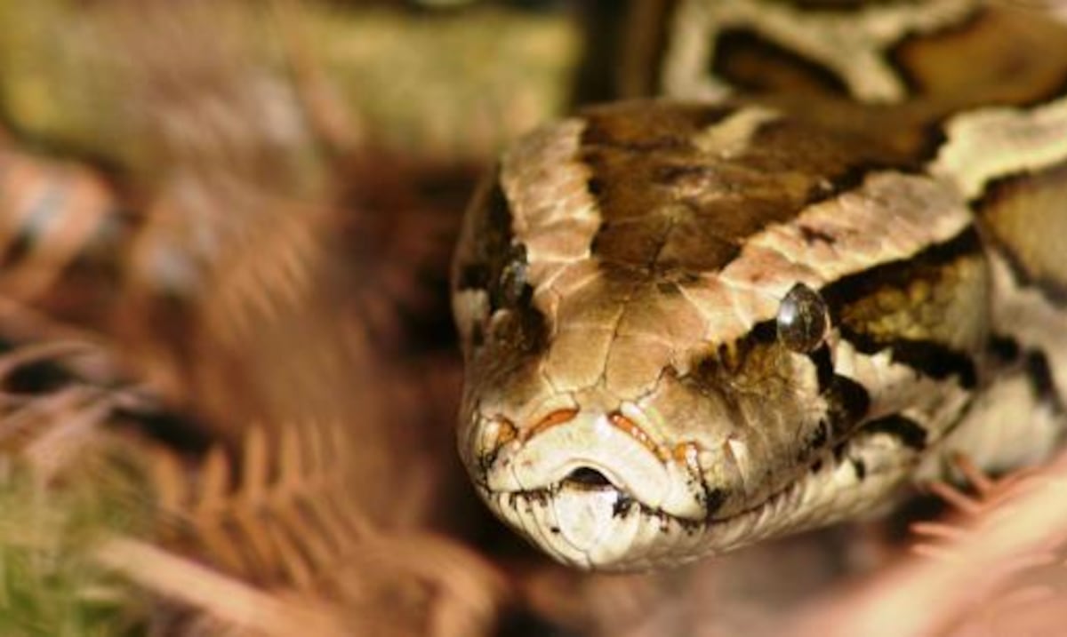DRNA expide permiso a empresa de Florida para manejar especies exóticas invasoras en Puerto Rico