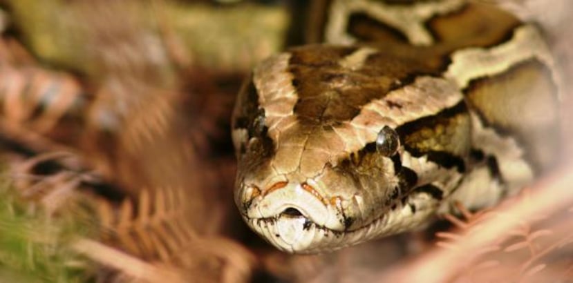 Las pitones de Birmania llegaron a Florida debido a la afición de los floridanos por las mascotas exóticas. (EFE)