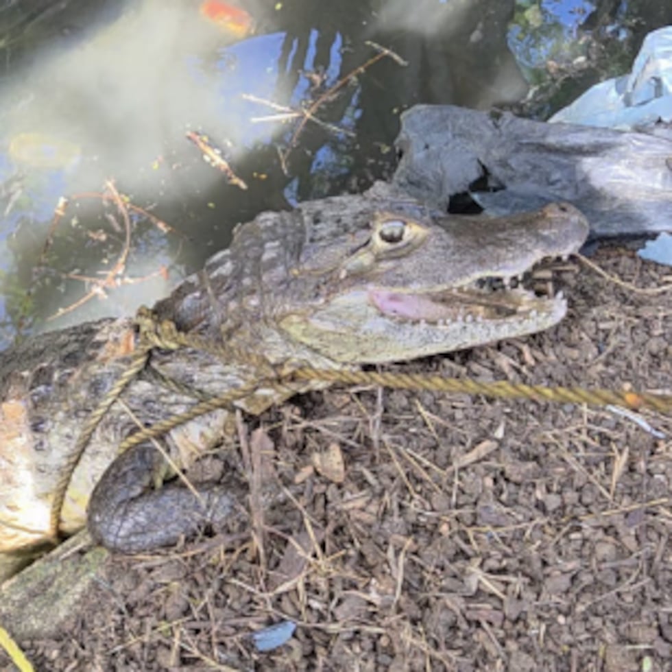 Un caimán fue capturado detrás de un residencial en Cataño.