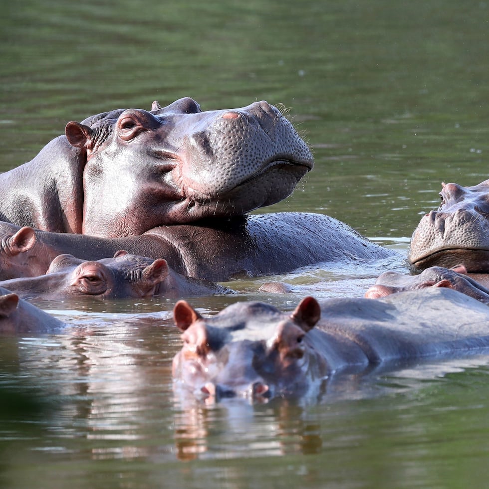 Las autoridades afirmaron que la eutanasia es “responsable y ética” y que se aplicará en al menos 80 individuos de la Hacienda Nápoles, antigua propiedad de Escobar en el centro del país.