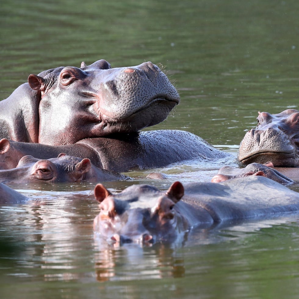 Las autoridades y expertos colombianos advierten que la presencia de hipopótamos pone en riesgo los ecosistemas acuáticos.