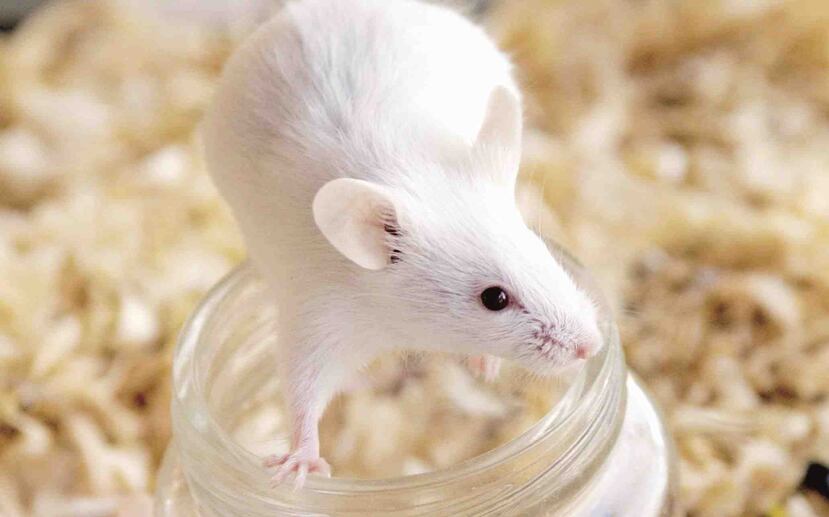 Los investigadores trasplantaron los minihígados de laboratorio a cinco ratas preparadas para evitar el rechazo de los órganos. (GFR Media)