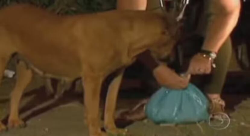 Lo sorprendente es que continúa haciéndolo como un hábito, ya que siguió incluso después de que sus propios cachorros fueron adoptados.