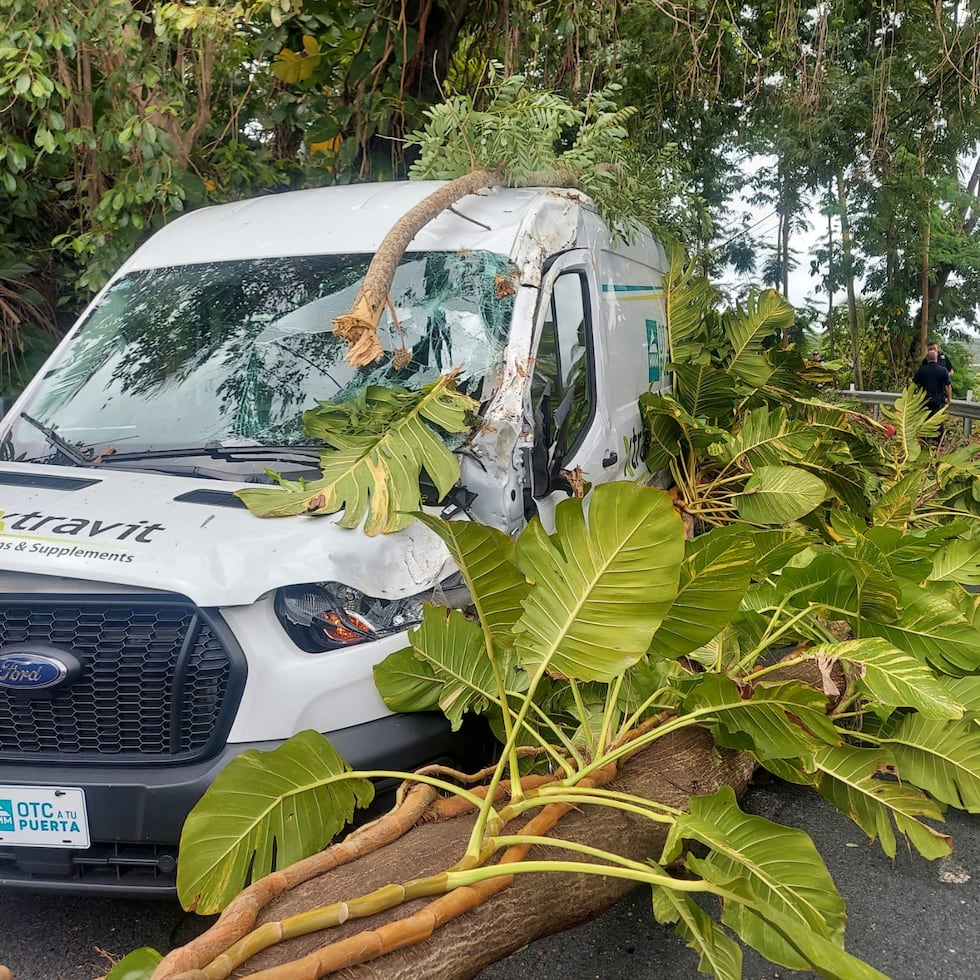 Un árbol caído en la PR-165, en Toa Alta, causó daños a unos vehículos.