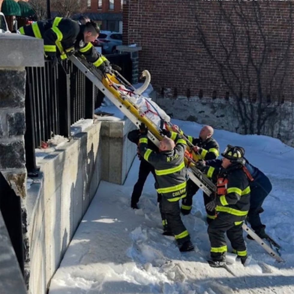 No está claro cuánto tiempo estuvo atrapado el cisne antes de que lo descubrieran, y al principio los bomberos temían que hubiera muerto.