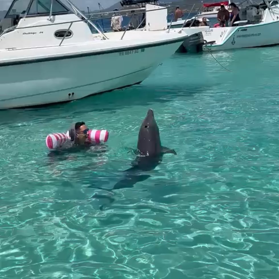 El delfín ha sido visto en varios videos de redes sociales interactuando con turistas, una actividad que está prohibida por ley y que la DRNA no recomienda por la seguridad del delfín y de los demás.