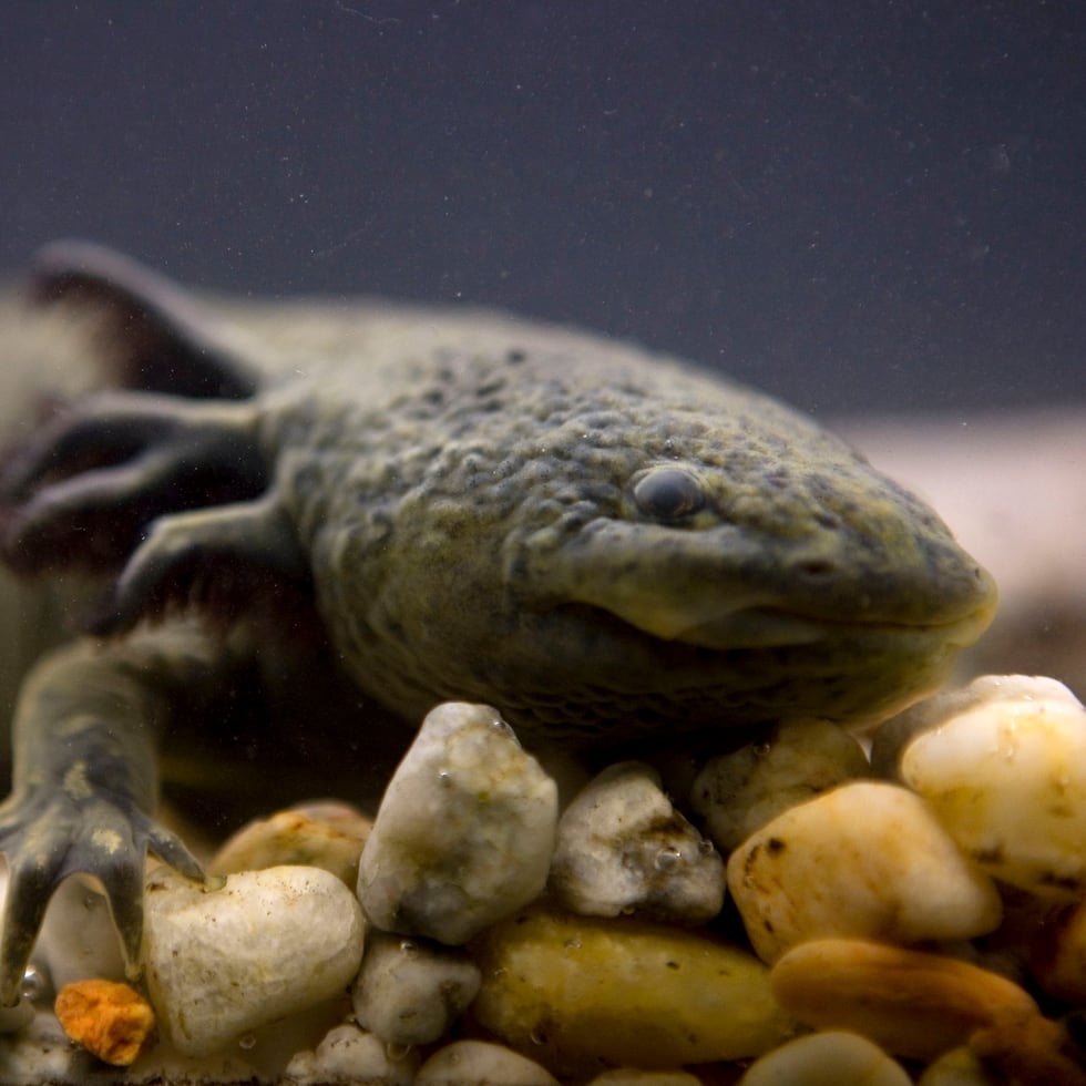 La niña Evie, que se encontraba con su familia de Leicester de acampada en la zona, lo recogió y descubrió que era un ajolote de piel pálida, de unos 20 centímetros de largo.