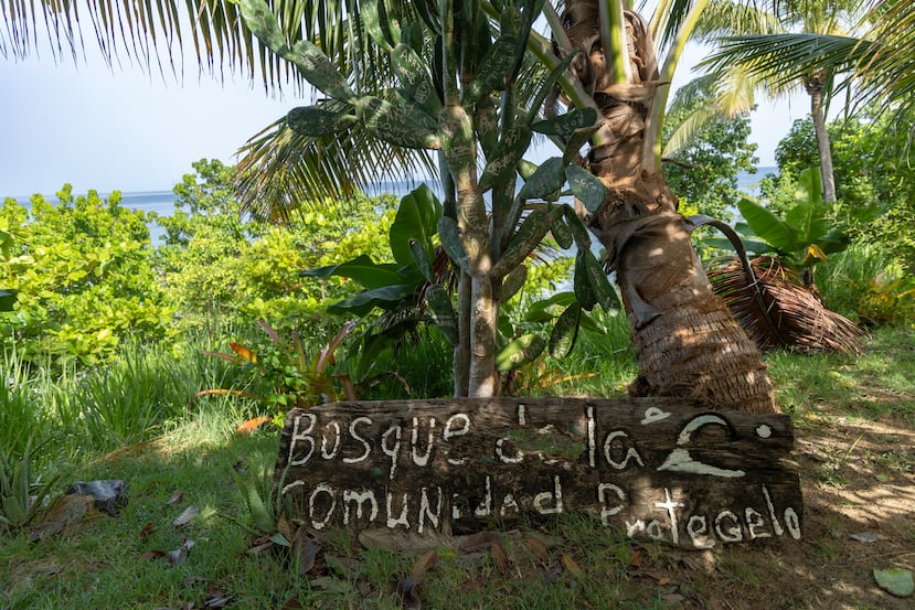 Los residentes de Rincón han rescatado dos áreas naturales: el Bosque La Armonía y el Paseo Comunitario de Tres Palmas.