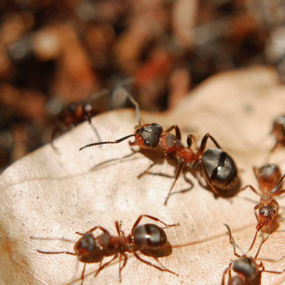 Las especies de hormigas introducidas recientemente por los humanos están experimentando un crecimiento explosivo en su población.