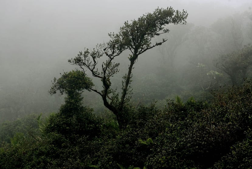 Los ocho ecosistemas en los que se colectan microartrópodos van desde el tope de El Yunque hasta la costa, es decir, que varían de acuerdo al gradiente de elevación. (GFR Media)