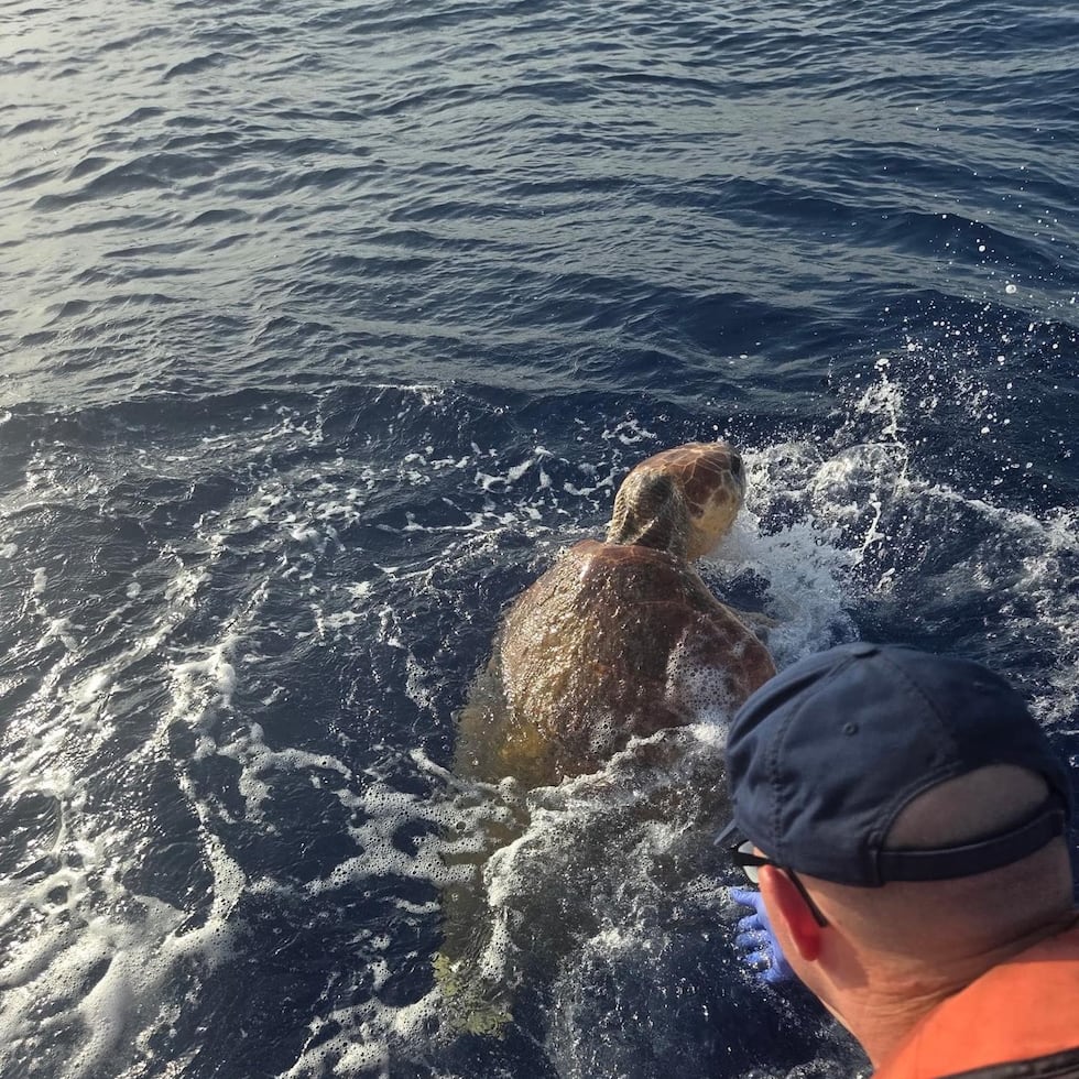 La tortuga de unos 80 años y 268 libras, fue rescatada el fin de semana y llevada a The Turtle Hospital
