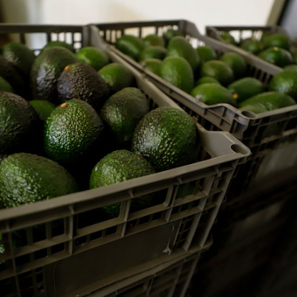La suspensión solo afecta a los aguacates producidos en Michoacán. Sin embargo, Jalisco es el único otro estado mexicano autorizado por el USDA para exportar aguacates a Estados Unidos desde 2022.