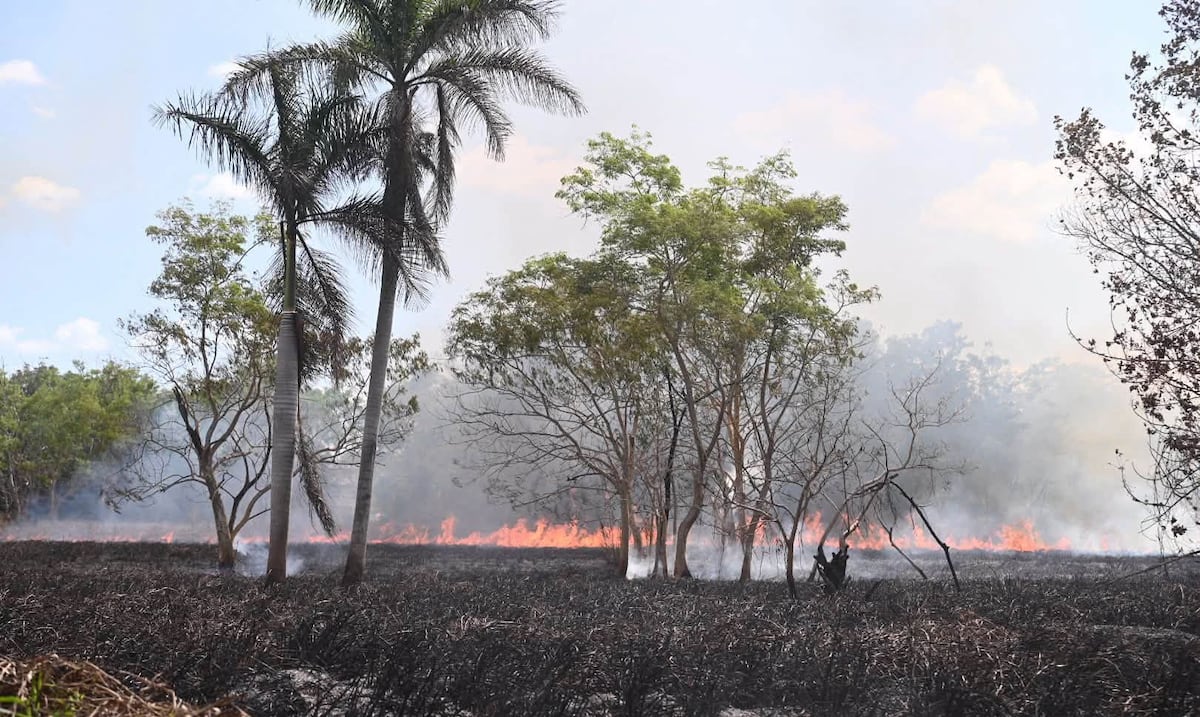 Incendios en Jardín Botánico de la UPR generan plan de prevención y reclamos de negligencia