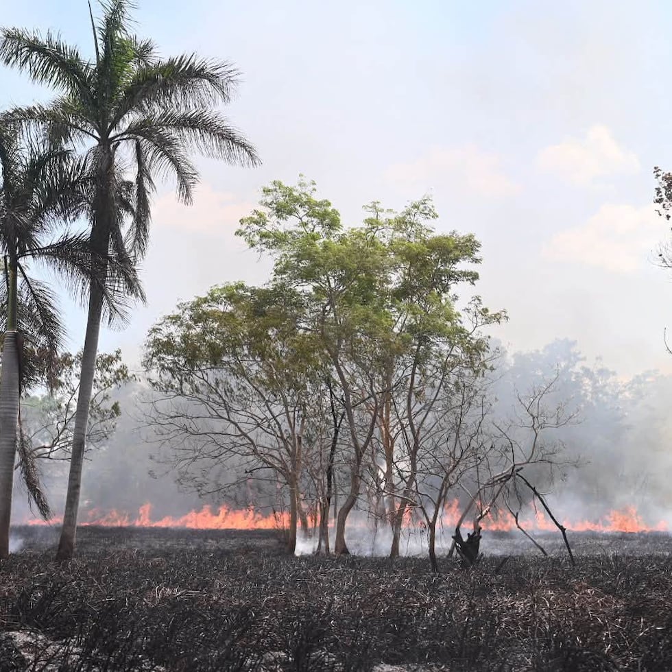 Imagen de los recientes incendios forestales del Jardín Botánico compartidas por el ecólogo Fred Schaffner, exdirector de la instalación y residente en Río Piedras.