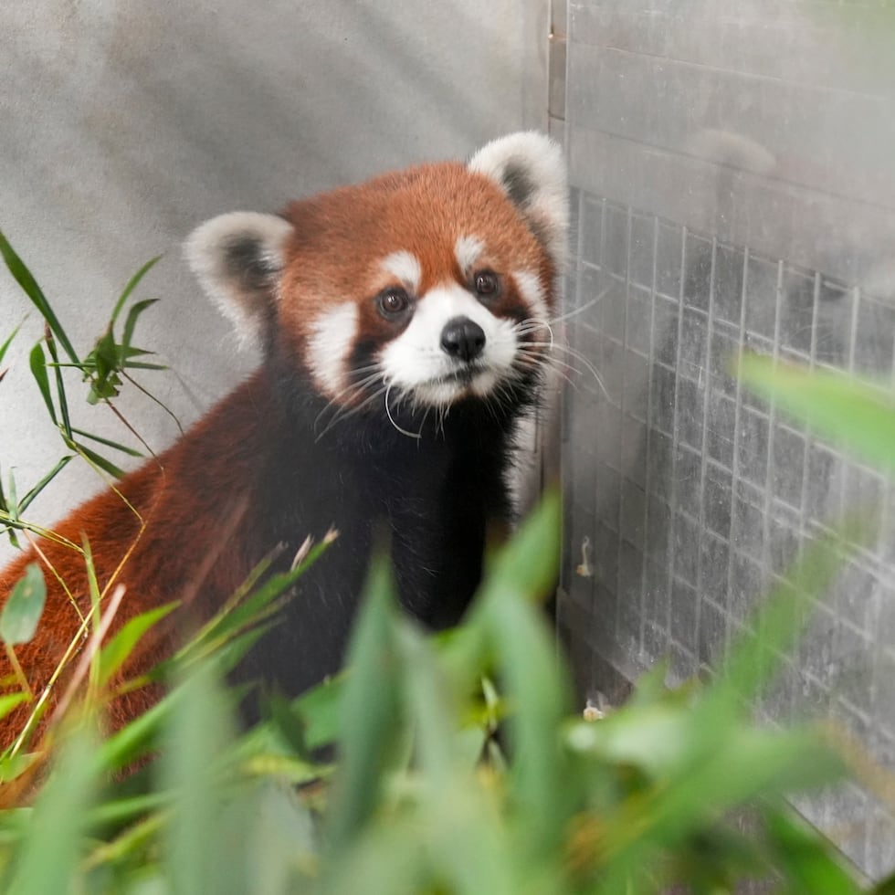 El Zoológico de Taipéi que muestra a un oso panda regalado por China, en ese zoológico.