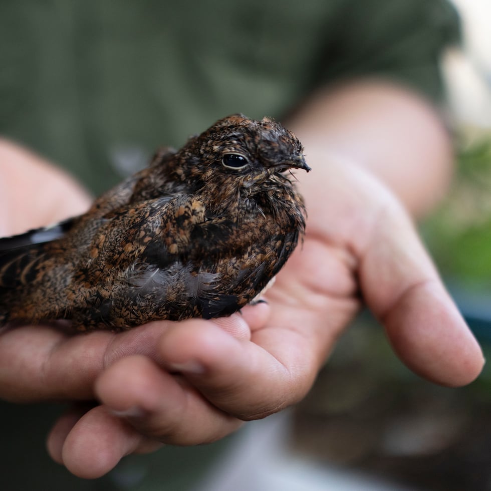 Varios ejemplares del querequequé antillano han sido rehabilitados, por los pasados 10 años, en el santuario de aves del Parque de las Ciencias en Bayamón.