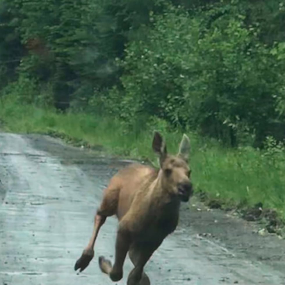 En esta fotografía facilitada por Elvia J. Malcolm, un oso persigue a una cría de alce en el municipio de Telos, Maine.