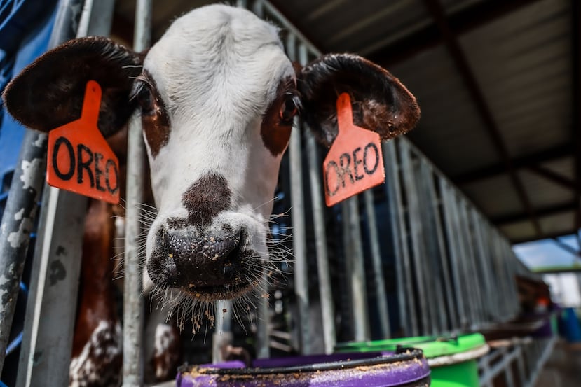 One of the cows in the Nursery area.