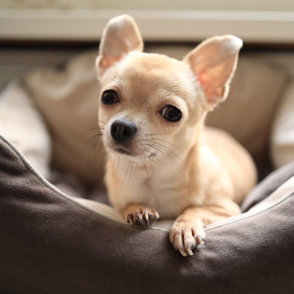 El informe policiaco indica que alguien logró acceso al apartamento al forzar "un panel". (Foto de Archivo)