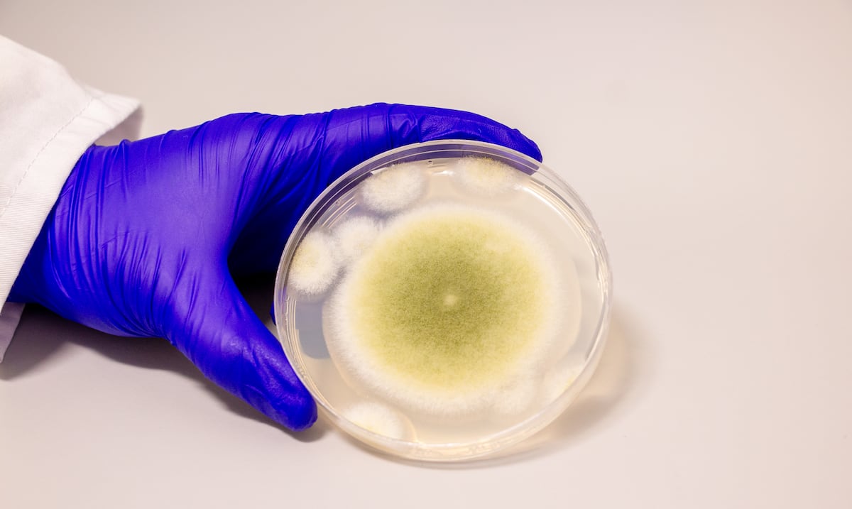 Estudio en Puerto Rico: polvo del Sahara podría alterar la flora vaginal