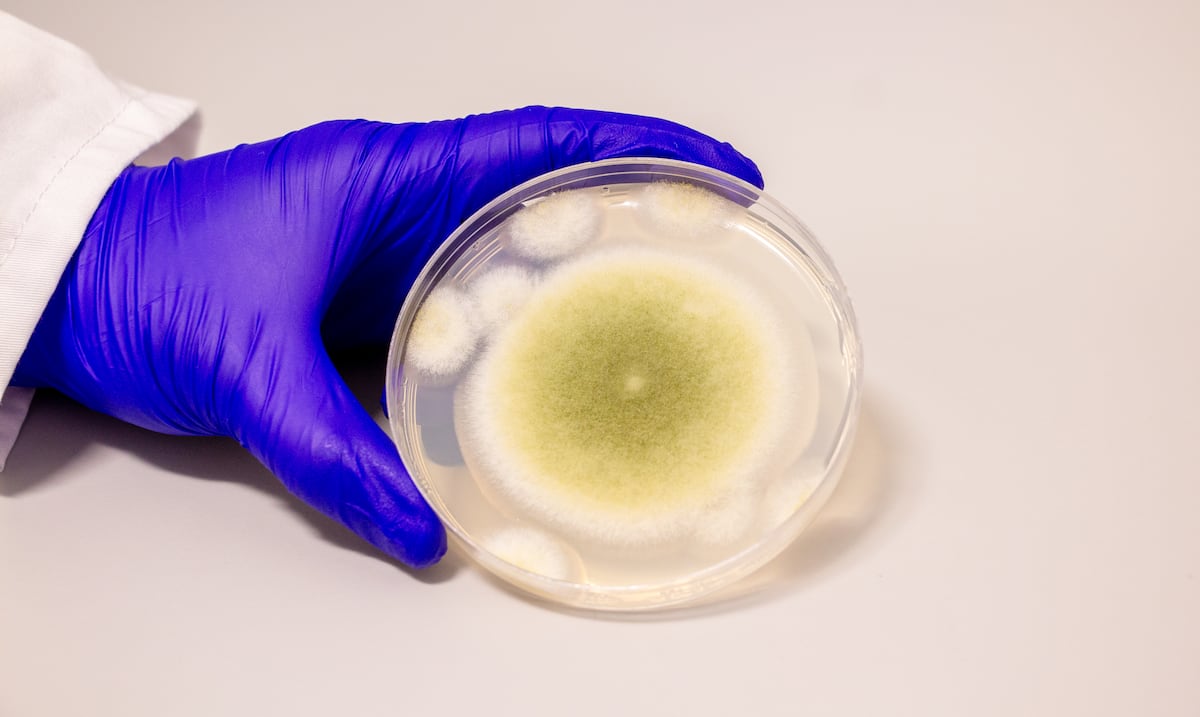 Estudio en Puerto Rico: polvo del Sahara podría alterar la flora vaginal