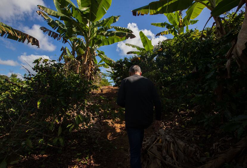 La Finca Samara en Adjuntas perdió el 70% de su cosecha de café para este 2021 debido al impacto de la antracnosis entre sus cinco cuerdas de terreno.
