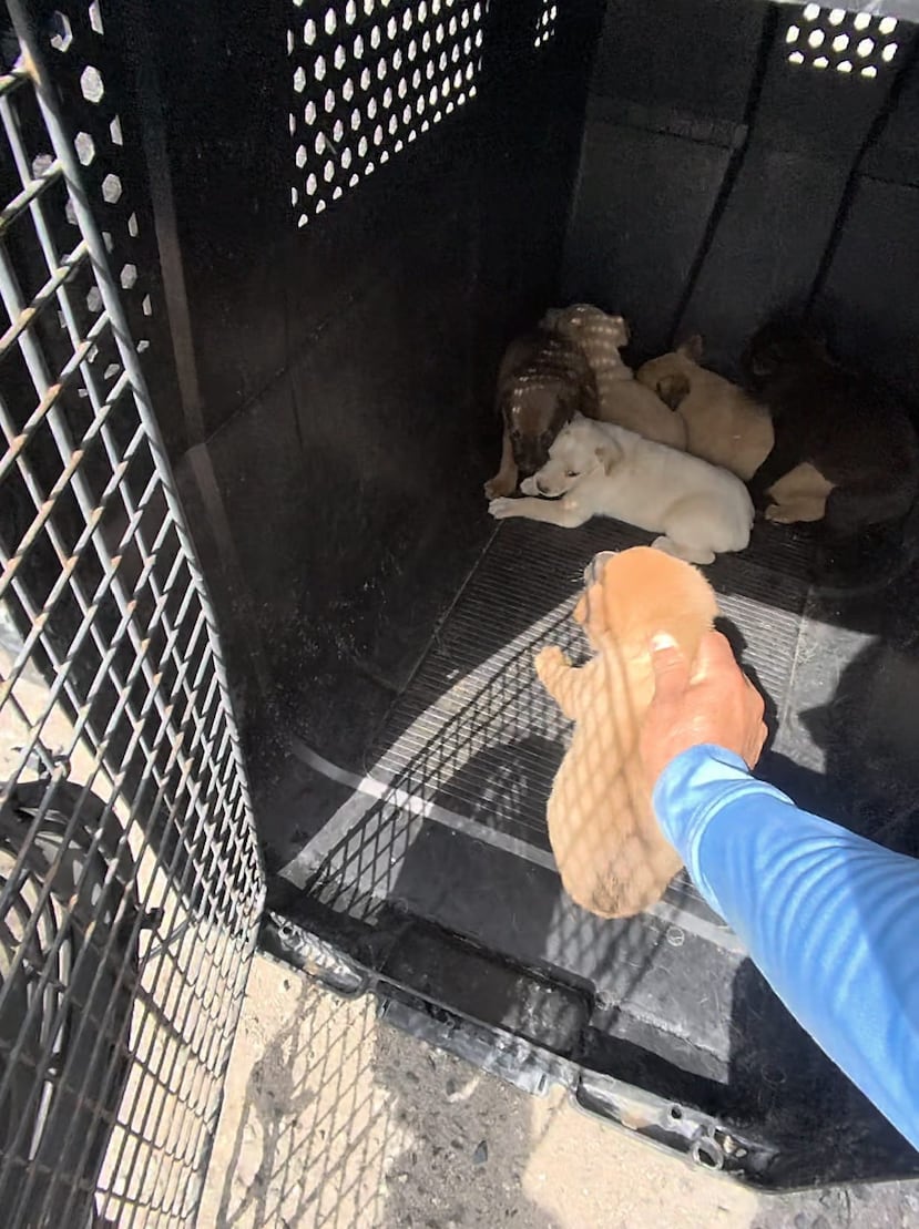 El agente Joel Vidot se hizo responsable del rescate de los animales.