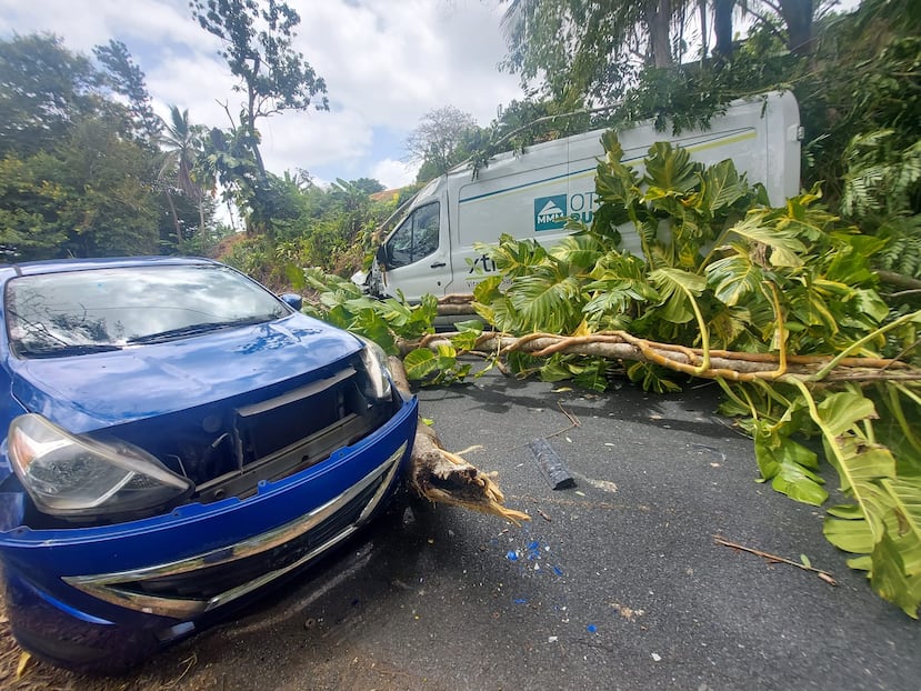 Un árbol caído en la PR-165, en Toa Alta, causó daños a unos vehículos.