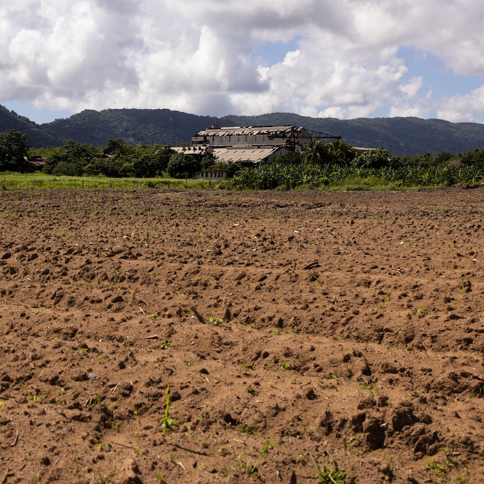 Yabucoa Rum Company (YRC) se convirtió en custodio de una importante finca de semilla de caña de azúcar localizada en Aguada luego de alcanzar un acuerdo con el Departamento de Agricultura y la Autoridad de Tierras.