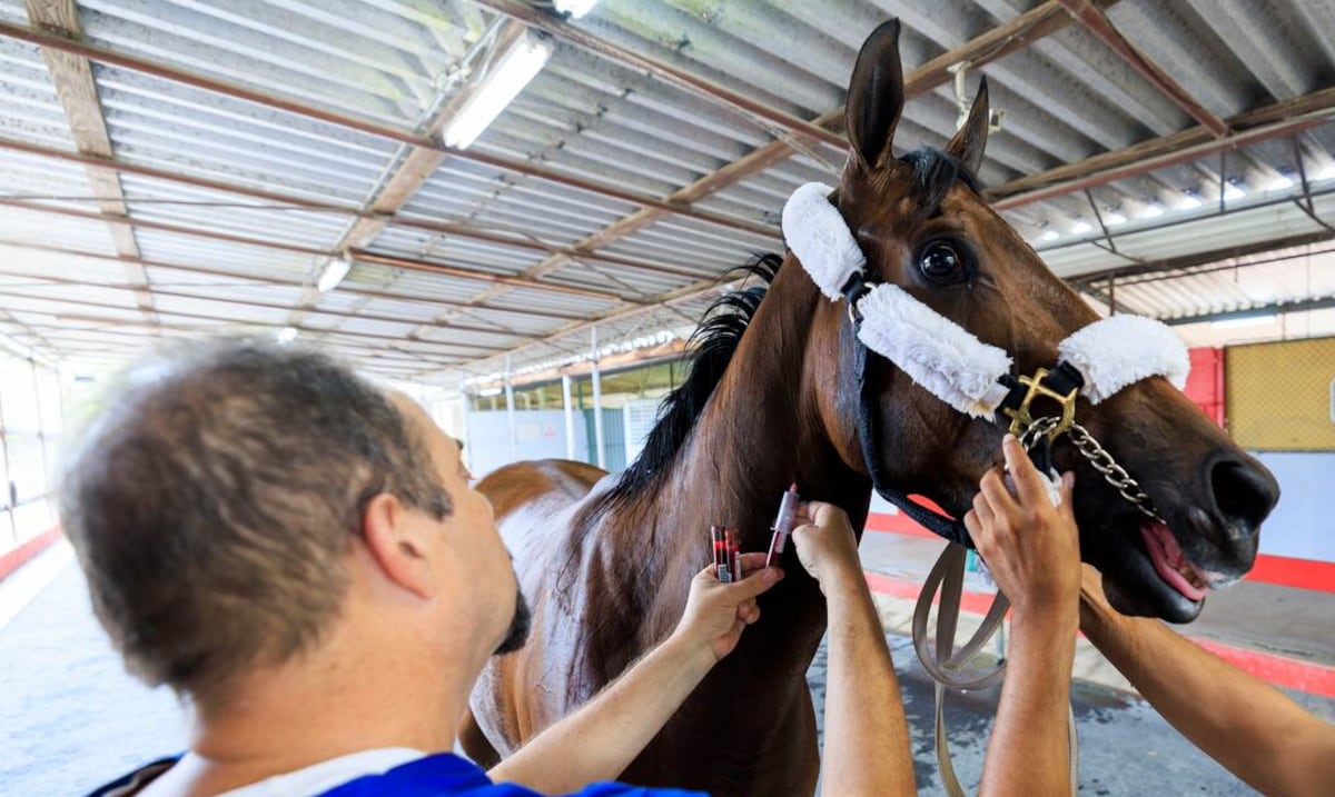 High horse mortality at Camarero raises concern: U.S. experts point to challenges in Puerto Rico’s racing industry