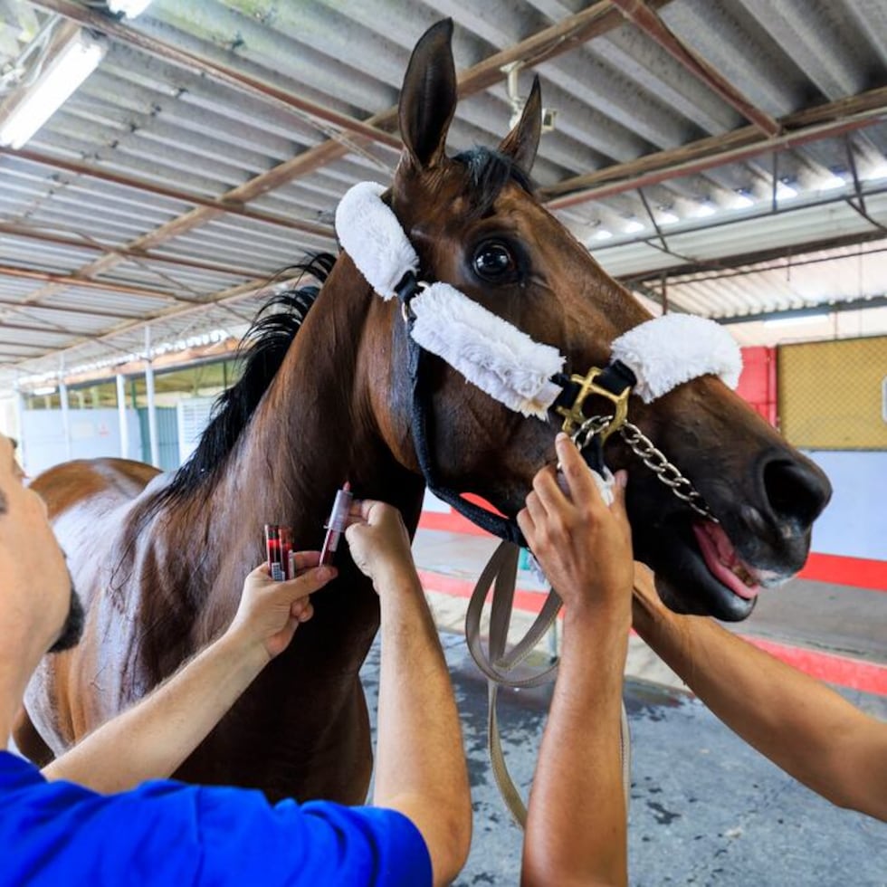 The Puerto Rico Gaming Commission, the regulatory body for horse racing on the island, coordinated the visit and told El Nuevo Día that it is currently reviewing “the entire set of regulations” to benefit animal welfare.