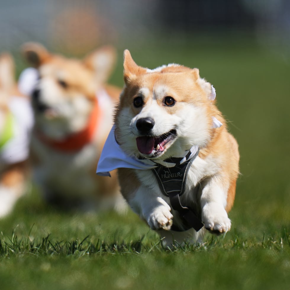 Unos 150 corgis participaron en la sexta edición del Corgi Czech Run, celebrado en República Checa.