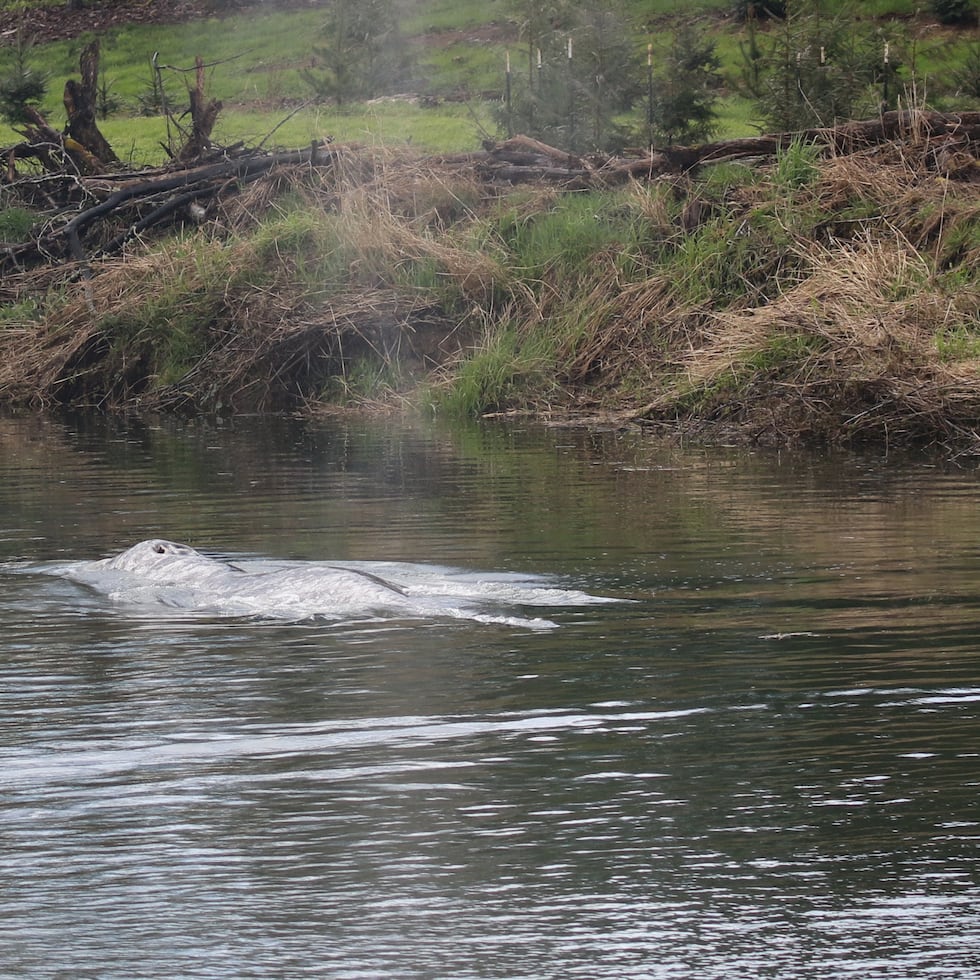 Esta fotografía, proporcionada por el grupo de investigación Cascadia Research Collective, muestra una ballena gris nadando en el río Willapa, el miércoles 1 de abril de 2026, cerca de la bahía de Willapa, estado de Washington.